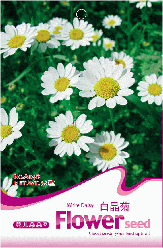 1 Original Pack, 30 seeds / pack, White DAISY Chrysanthemum Multicaule Mini Marguerite Flower Seeds #A048