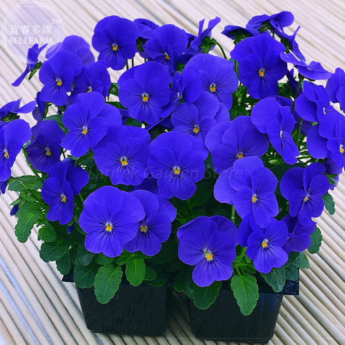 BELLFRAM Viola Cornuta Blue Pansy Seeds, 30 Seeds, Professional Pack, bonsai winter handy plant flowers E4152