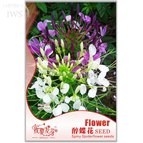 Rare Beautiful Drunk Butterfly Flower Seeds, Original Pack, 60 seeds, bonsai ornamental flower seed  IWSA060