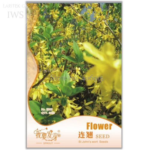 Beautiful Weeping Forsythia Seed, Original Pack, 35 seeds, easy to grow long flowering period IWSE013S