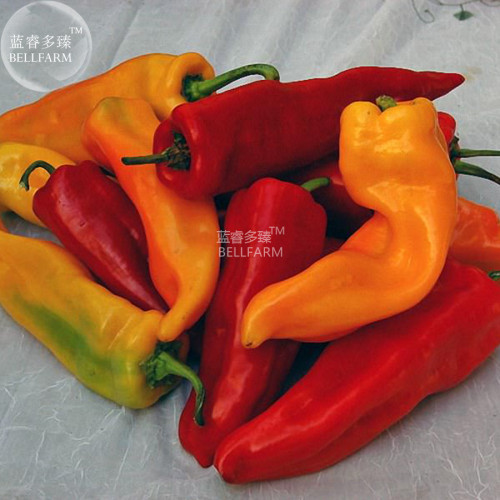 BELLFARM Sweet Pepper 'Sunset Italian' Mixed Seeds, 1000 seeds, richly sweet flavored perfect for slicing up in salads & frying