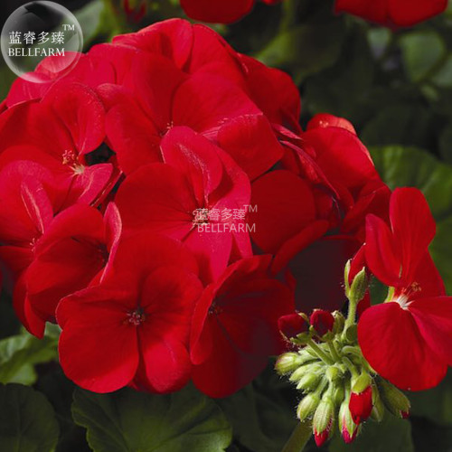 BELLFARM Geranium Maverick Scarlet Perennial Flower Seeds, 10 seeds, wonderful producer of deep red flowers