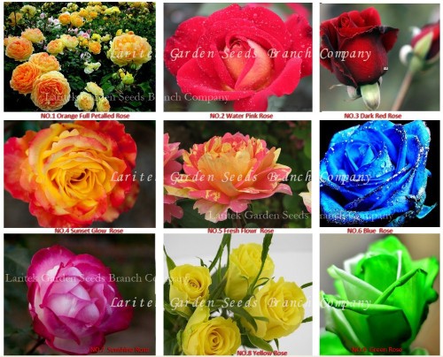 1 lot New Rose Seeds, 9 Different Colors Rose, Professional packing, Heirloom Chinese Rose Flower Seeds, Plus Mysterious Gift