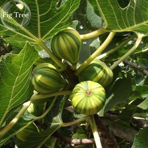 Heirloom Ficus Carica 'Panache' Tiger Stripe Fig Tree, 6 seeds, tasty herbs fruits E3846