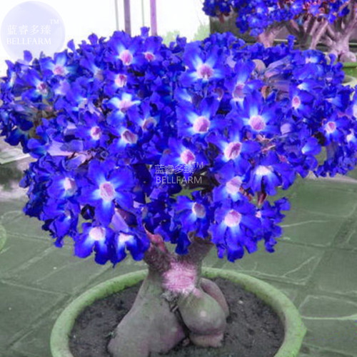 BELLFARM Adenium Dark Blue Petals Light Pink Eye Bonsai Flower Seeds, 2pcs, single petal compact truss flowers