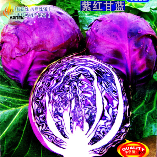 Rare Heirloom Purple Cabbage Brassica Oleracea Hybrid Vegetables, 400 Seeds, Original Pack, salad vegetables ONX107Y