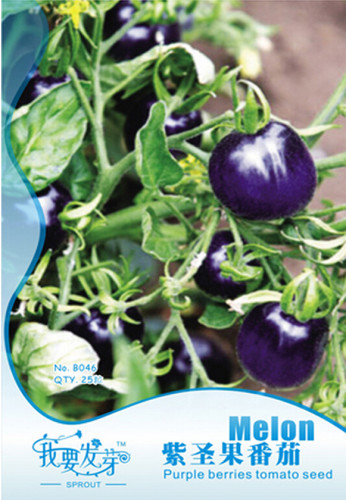 Rare Purple Cherry Tomato Organic Seeds, Original Pack, 25 Seeds / Pack, Tasty Sweet Heirloom Fruit E3052