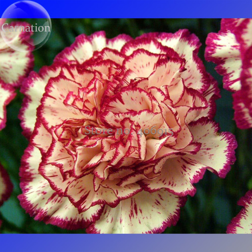 Double Striped Yellow Red Carnation Cut Flower Seeds, 100 Seeds, finest flowers for Mothers E3568
