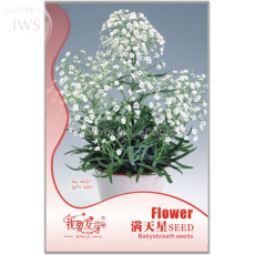 Babysbreath Flower Seeds, Original Pack, 60 seeds, easy to grow lush flowers ornamental flowers IWSA027