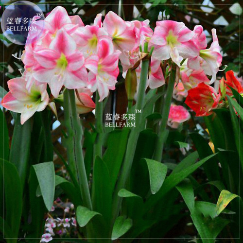 BELLFARM Water Pink & White Hippeastrum Amaryllis Flower Seeds, 100 seeds, professional pack, perennial big blooms flower QC015M