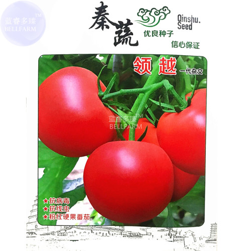 (for greenhouse) BELLFARM 'Lingyue' Pink Tomato Hybrid F1 Seeds, 5 grams, original pack, indeterminate tasty high yield