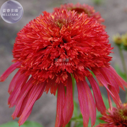 BELLFARM Echinacea 'Guava Red' Fire Red Coneflowers Seeds, 200 seeds, professional pack, perennial big blooms garden flowers