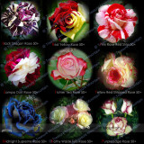 9 Professional Packs, 50 seeds / pack, New Midnight Supreme Rose Pink Rose Red Strip Fichier Rose Purple Edge Rose Seed