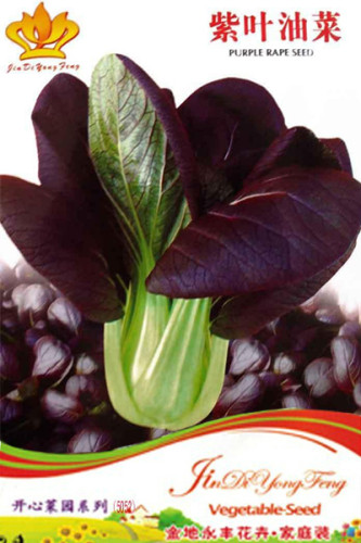 1 Original Pack, approx 30 seeds / pack, Purple Rape Seeds Non-Gmo Heirloom Organic Vegetables #NF265