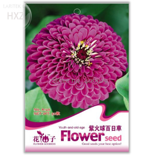 Beautiful Purple Fireball Zinnia Flower Seeds, 50 seeds, easy to grow rapid growth pot seeds A126