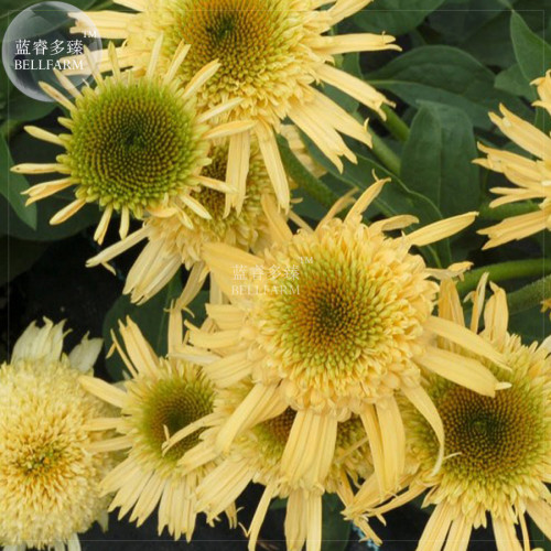 BELLFARM Echinacea Hybrida 'SECRET JOY' Light Orangish Yellow Bonsai Coneflowers, 200pcs 'seeds' fragrant blooms perennial