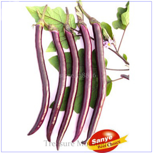Hangzhou Purple Red Eggplant Seeds, 100 Seeds, Simple pack, Early mature Hybrid F1 TS202T