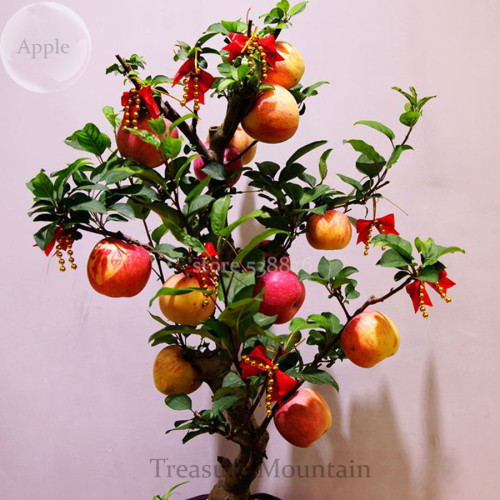 Heirloom Indoor Bonsai Red Apple Tree, 10 Seeds, edible ornamental fruits TS232T