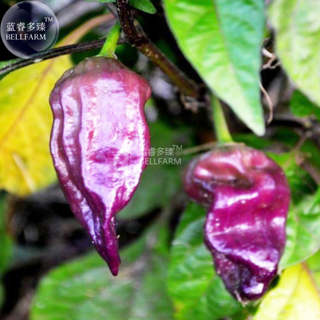BELLFARM Pepper Purple Ghost Bhut Jolokia Seeds, 15 seeds, rare hot spicy heirloom vegetables