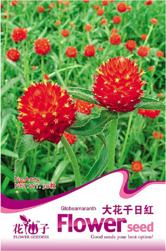 1 Original Pack, approx 30 Seeds / Pack,  Gomphrena 'Strawberry Fields' Seeds GLOBE AMARANTH #A072