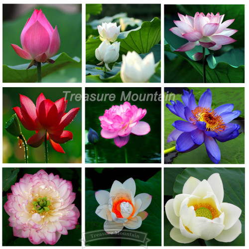 9 Colors, 4 Seeds / Color, 36 Nelumbo Nucifera Lotus Water Lily Seeds, Pack Seperately