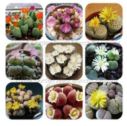 9 Types Mix Lithops Plants, 60 Seeds, Nice Pebble Plants, Living Stones, Succulent Plants LT042