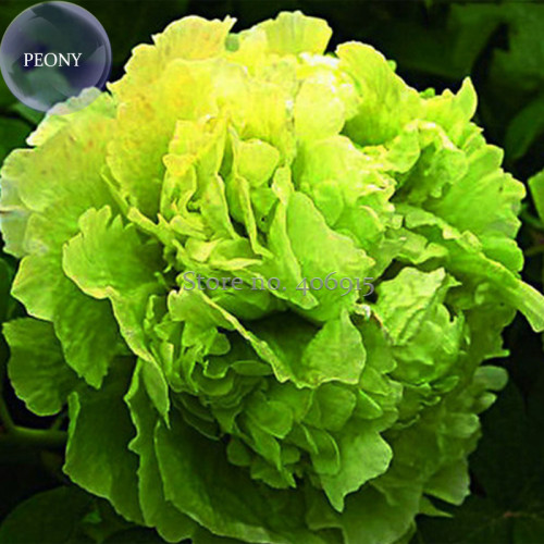 Rare 'Lv Juren' Green Peony Shrub, 5 Seeds, double green flowers with a cluster of ruffled petals E3971