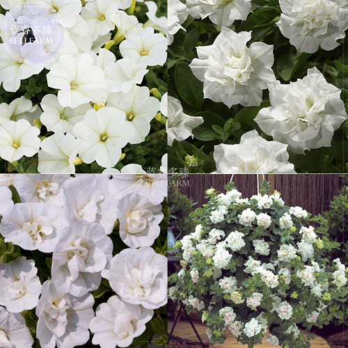 BELLFARM Mixed 4 Types of White Petunia Bonsai Flowers, 200 'seeds', strongly trailing single / double petals calibrachoa new