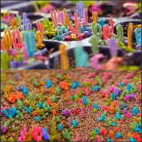 30 Seeds Dicrocaulon Ramulosum, Very Beautiful Color Succulent Plants, Will Grow Out just like littile Rabbit