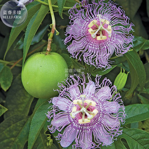 BELLFARM Passiflora Incarnata Maypop Passion Flower Seeds, 30 seeds, professional pack, heirloom home garden big flowers
