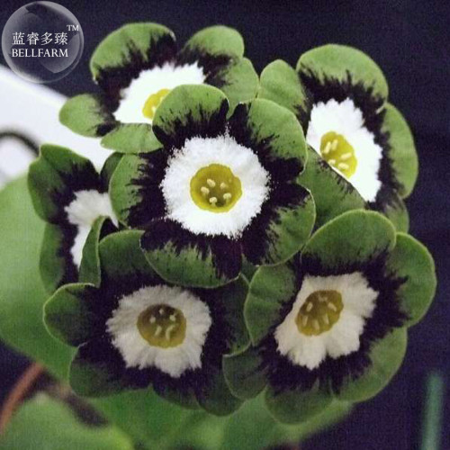 Primula Auricula Psyche, professional pack, 15 Seeds TS315T