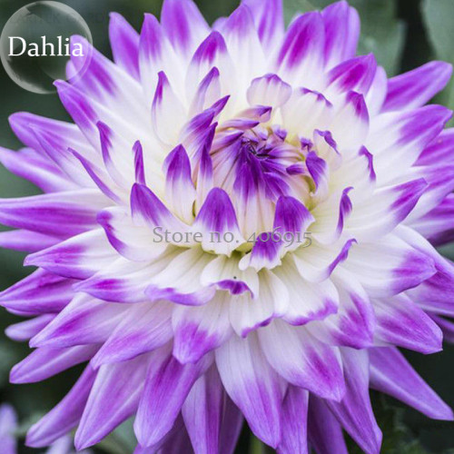 Rare Purple White Perennial Dazzling Dahlia Flowers, 50 Seeds, fragrant pretty attractive butterfly light up your garden E3631
