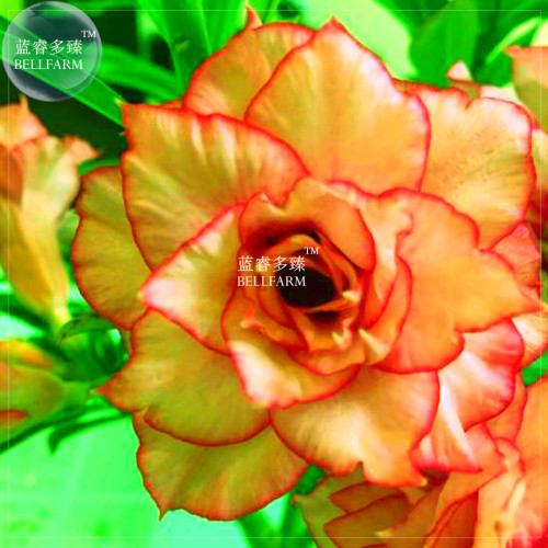 BELLFARM Adenium Orange Double Petals Red Edge Bonsai Flowers, 2seeds/pack, 8-layer big blooms home garden desert rose