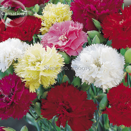 Dianthus Caryophy Chabaud Mixed Carnation Seeds, 50 seeds, the most popular flowers of all time E3864