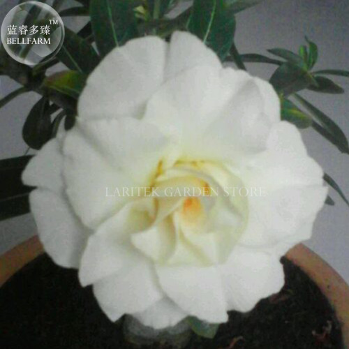 Rare 'Snowman Wings' Adenium Desert rose, Professional Pack, 2 Seeds, 4-layer white petals with orange centre E4034