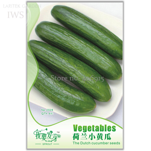 Sweet and Succulent Dutch Cucumber Seeds, Original Pack, 6 seeds, fragrant and delicious organic fruits and vegetables IWSC028S