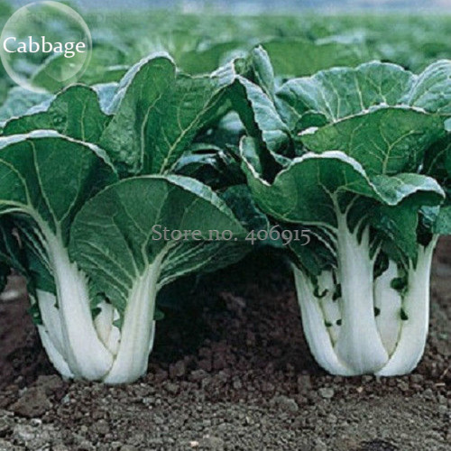 Pak Choi White Stem Chinese Cabbage, 200 Seeds, heirloom open pollinated vegetables E3873