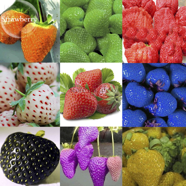 Mixed 9 Types of Rare Delicious Strawberry Seeds, 100 seeds, Vegetables Fruit Plant Seed  E3790