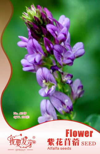 Original Pack, 100 Seeds / Pack, Purple Alfalfa Seed High Quality Forage Perennial Grass Seed #NF491