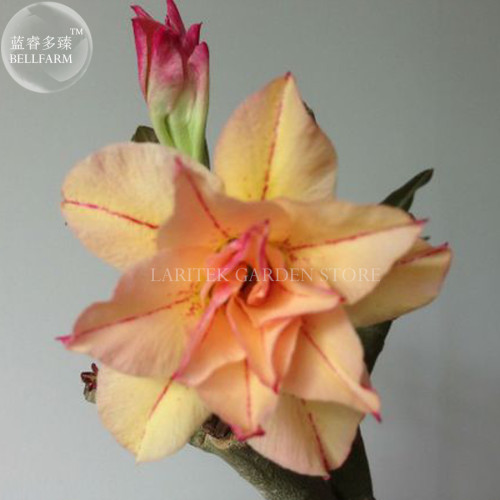 Heirloom 'Cheng Wang' Adenium Desert rose, Professional Pack, 2 Seeds, 3-layer golden petals wirh red stripe E4032