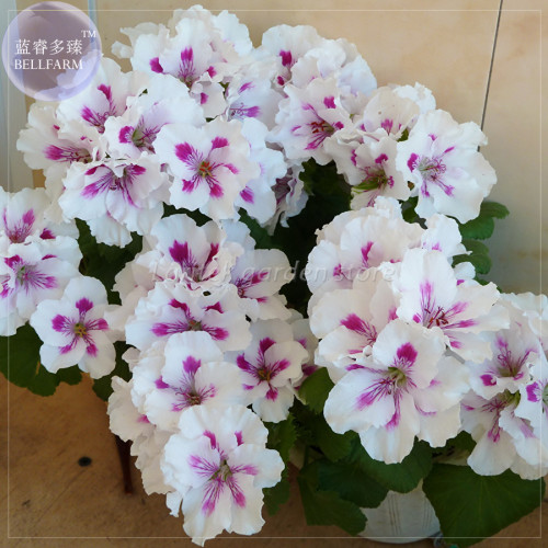 BELLFARM Geranium Purely White Petals Purple Spot Flower Seeds, Professional Pack, 10 Seeds, perennial bonsai big blooms E4218