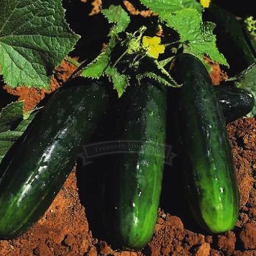 1 Professional Pack, 150 seeds / pack,  Spacemaster Bush Cucumber new seeds for 2014 Non-GMO Heirloom Seeds