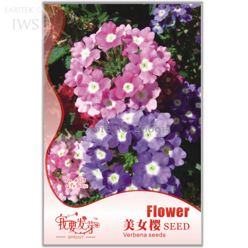 Perennial Multicolor Verbena Seeds, Original Pack, 60 seeds, beautiful flower light up your garden IWSA025S