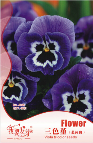 10 Original Packs, 60 seeds / pack, Giant Blue Pansy Seeds Herbs Trinity Hardy Plants Flowers