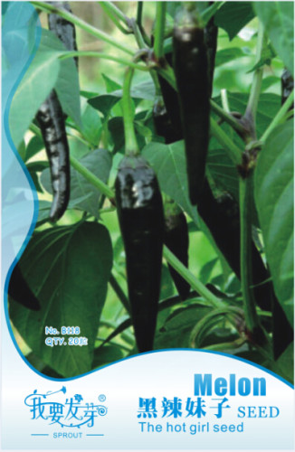 Black Rice Chilli Hot Pepper Vegetable Seeds, Original Pack, approx 20 seeds / pack,  Rare Pepper E3096