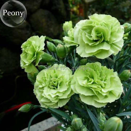 Rare Beautiful Green Carnation Flowers, 50 Seeds, heirloom mother's flowers E3672