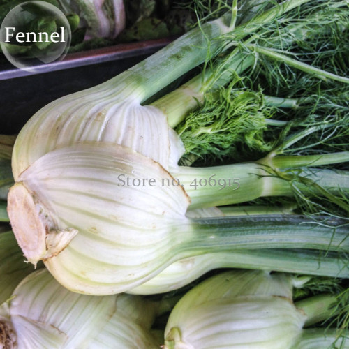 Organic Spherical Fennel Herbal Vegetables, 30 seeds, non-gmo heirloom herbs E3860