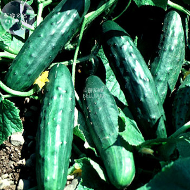 BELLFARM Dark Green Short Cucumber Bonsai, 1000pcs Seeds Vine Vegetables High Yield Cucumis sativus for home Garden
