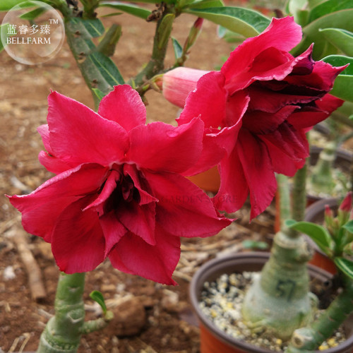 BELLFARM 'Boisterous Elation' Adenium Bonsai Desert Rose, 2Seeds/package, big blooms fire red double flowers E4017