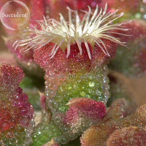 Heirloom Interesting Mesembryanthemum Crystallinum Succulent Plant, 10 Seeds, Cactus Samen Plant light up your desk E3648